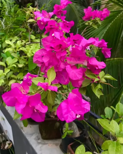 Bougainvillea-bonsainurserybd