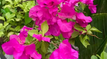 Bougainvillea-bonsainurserybd