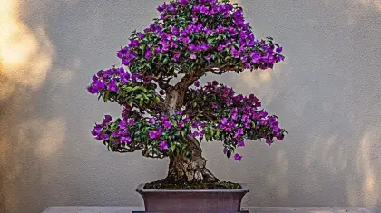 bonsainurserybd.com