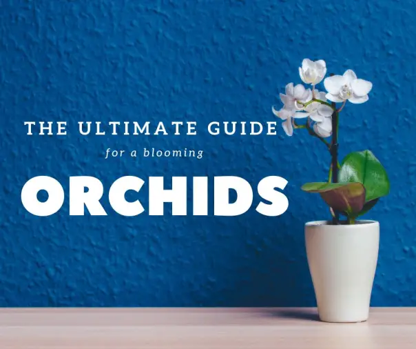 The-Ultimate-Guide-to-Growing-Orchids