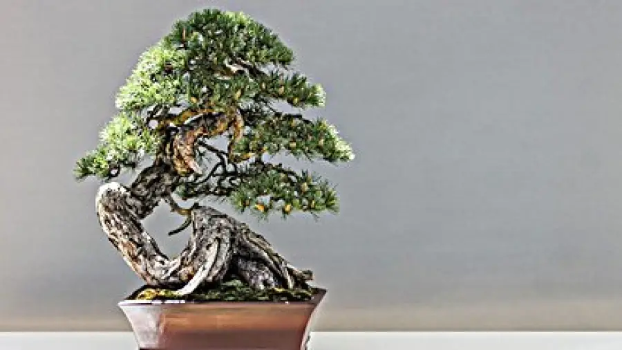 bonsai_trees_for_beginners