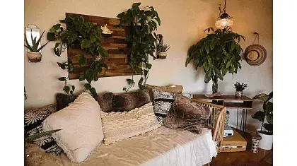 indoor_plants_for_a_vibrant_home
