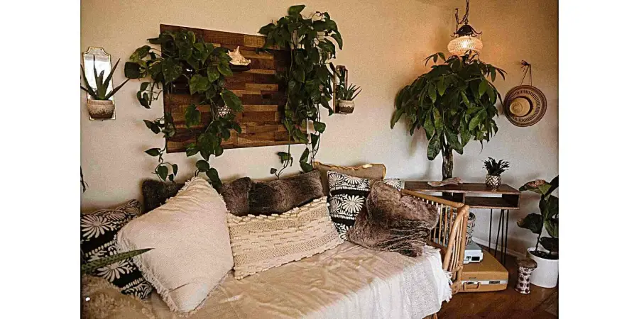 indoor_plants_for_a_vibrant_home