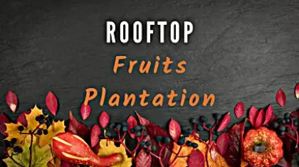 rooftop_fruits_plantation