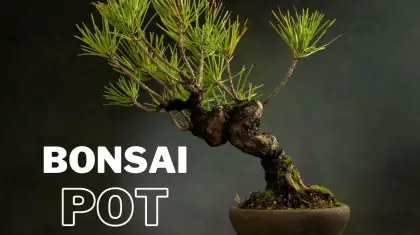 Bonsai-pot