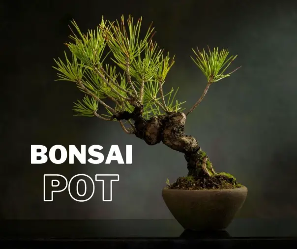 Bonsai-pot