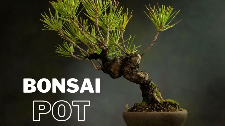 Bonsai-pot