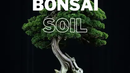 Bonsai Soil