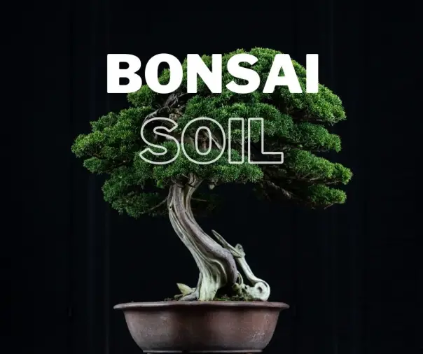 Bonsai Soil