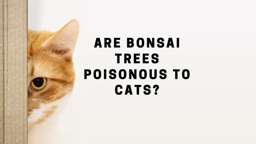 Bonsai-Trees-Poisonous-to-Cats