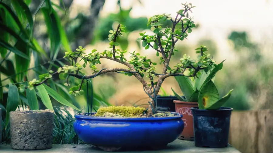 Bonsai When to Wire