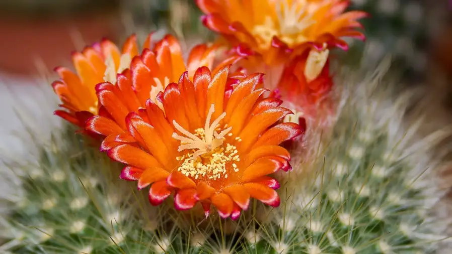 Cactus Care