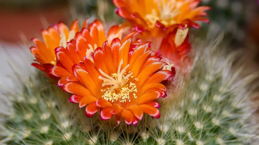 Cactus Care