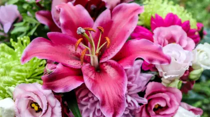 Lily