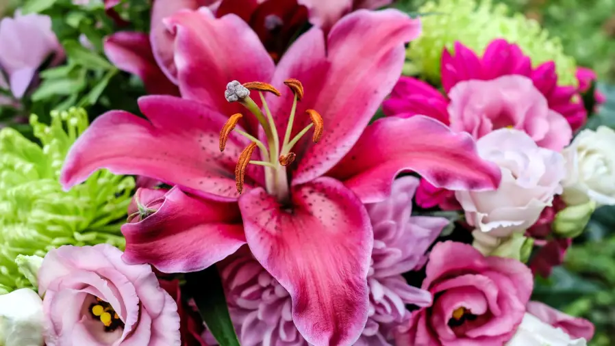 Lily