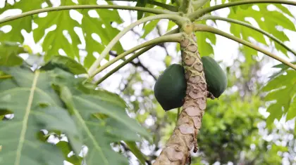Papaya-leaves