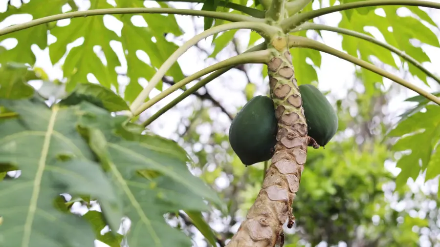 Papaya-leaves