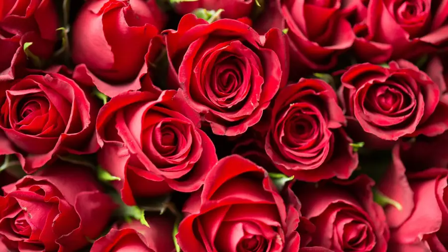 Roses