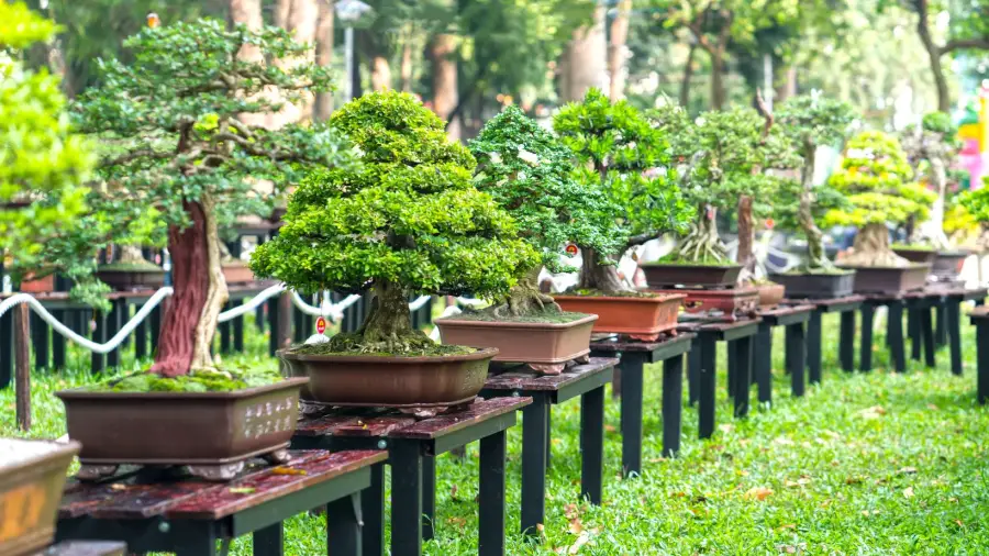 Seasonal Care Tips for Bonsai Trees