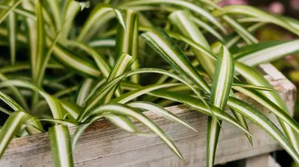 Spider Plant