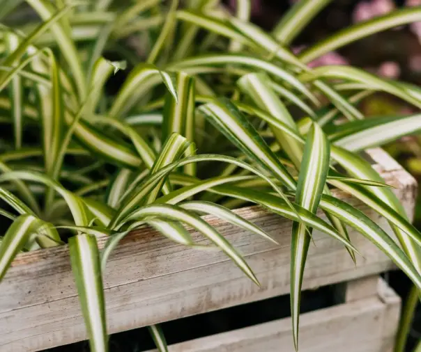 Spider Plant