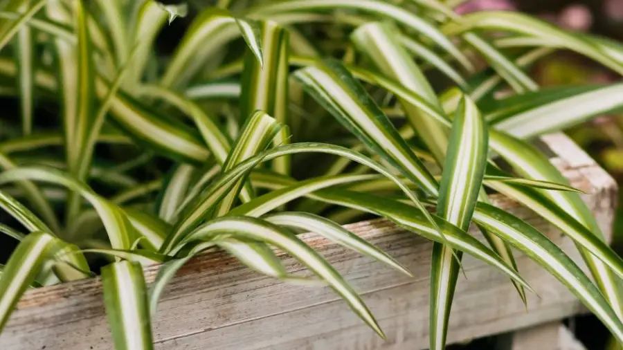 Spider Plant