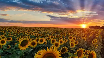 Sunflower