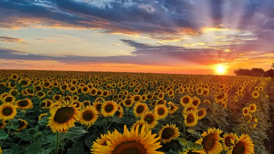 Sunflower