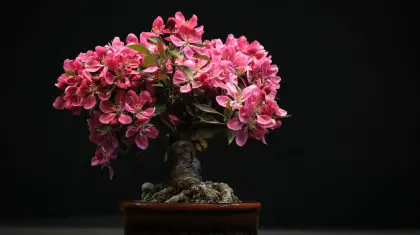 Bonsai-indoor