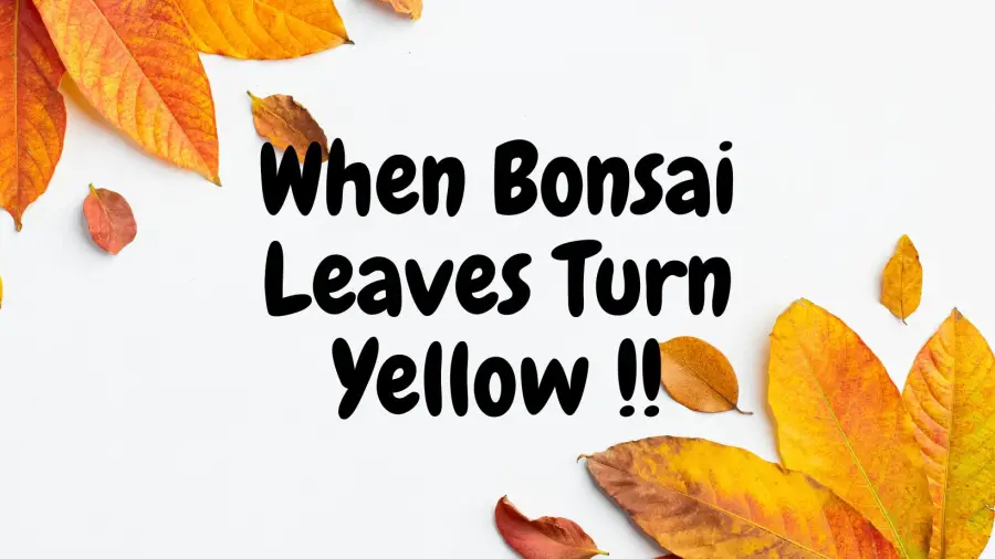 bonsai leaves turn yellow