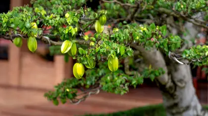 bonsai-fruit-trees