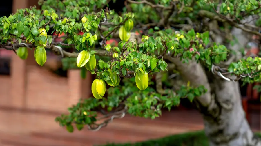 bonsai-fruit-trees