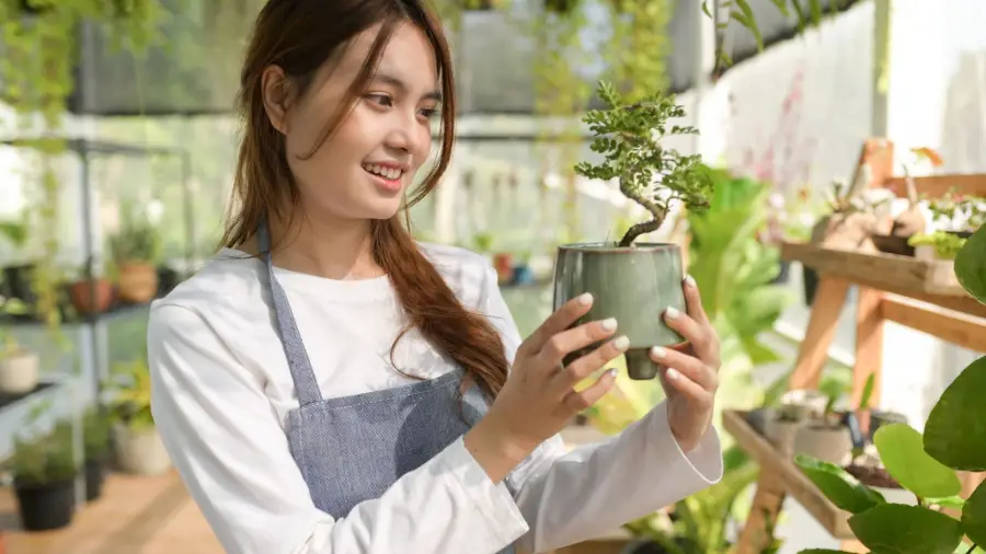 bonsai trees hard to take care of