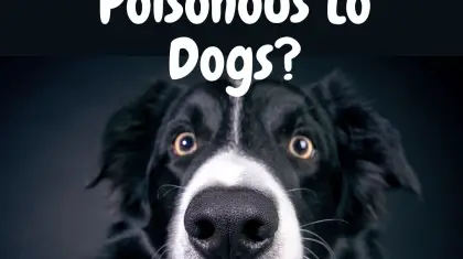 bonsai trees poisonous to dogs