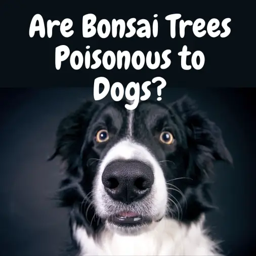 bonsai trees poisonous to dogs