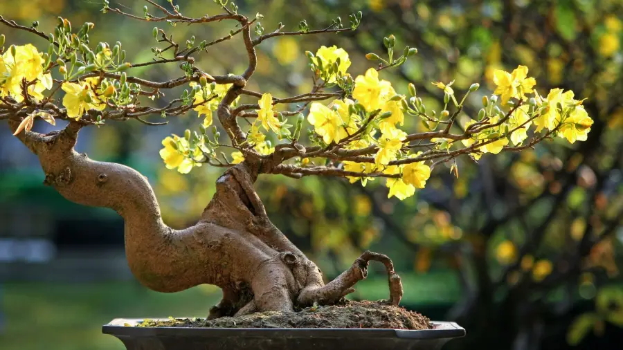 bonsai when to remove wire