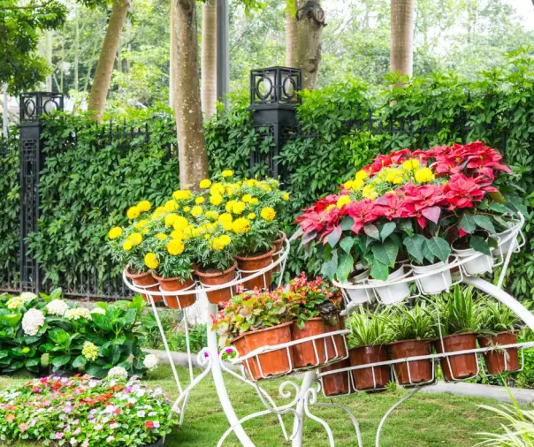 gardening ideas