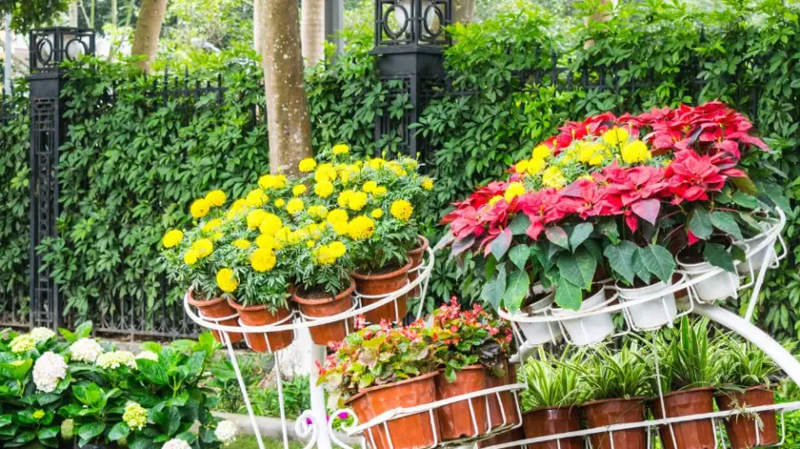 gardening ideas