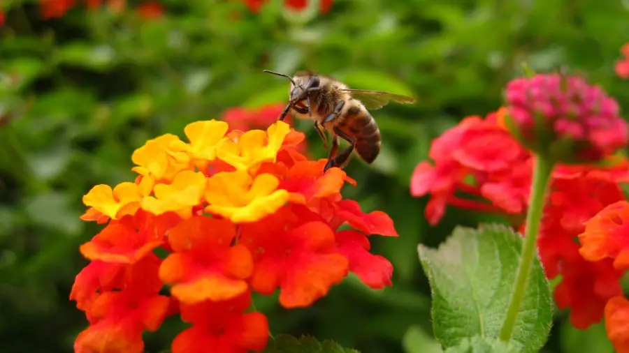 lantana