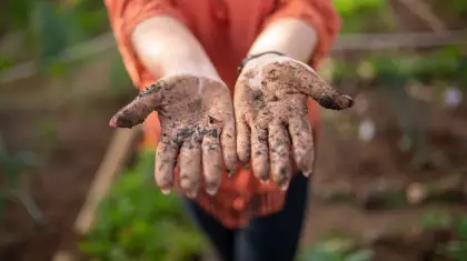 Bonsai Soil Decoded