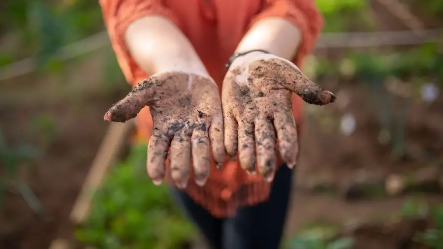 Bonsai Soil Decoded