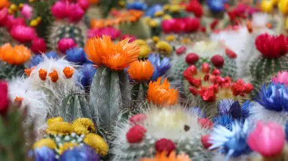 Cactus Wonders