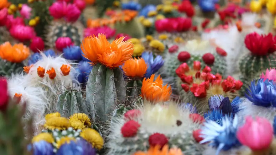 Cactus Wonders