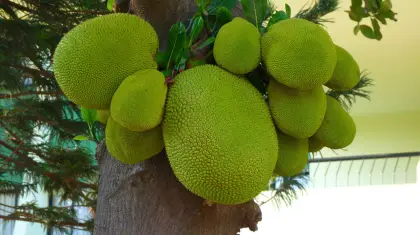 Jackfruit
