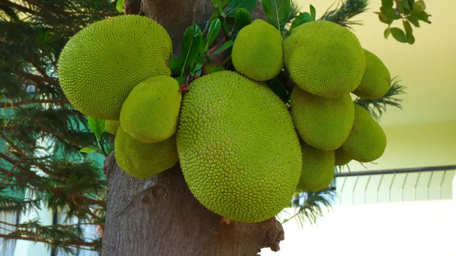 Jackfruit