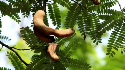 Tamarind-Plantation