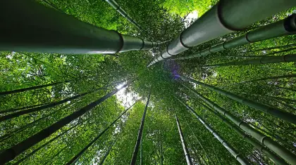 bamboo