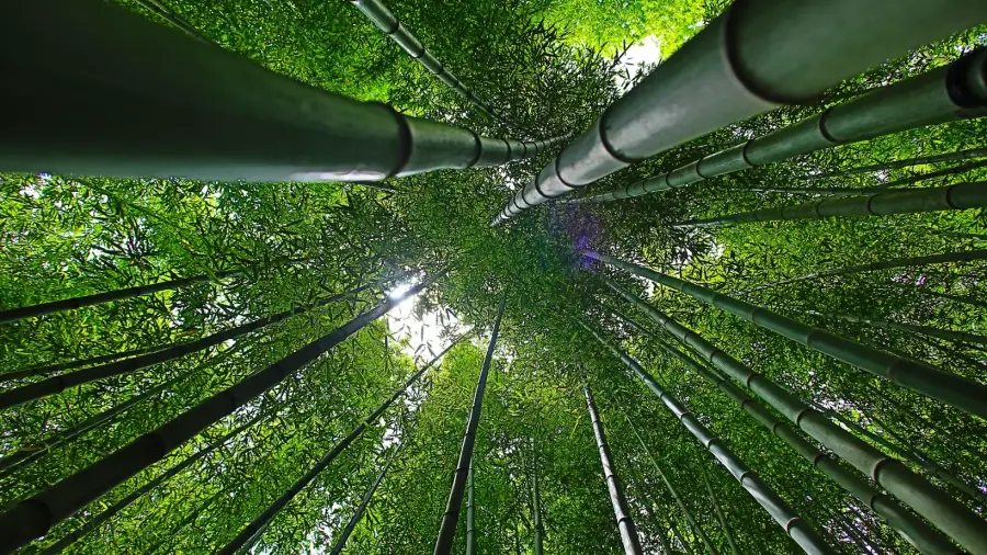 bamboo