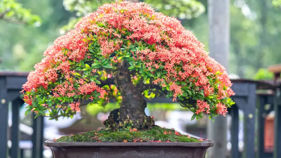 bonsai-trees