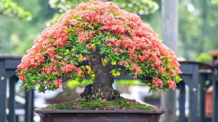 bonsai-trees